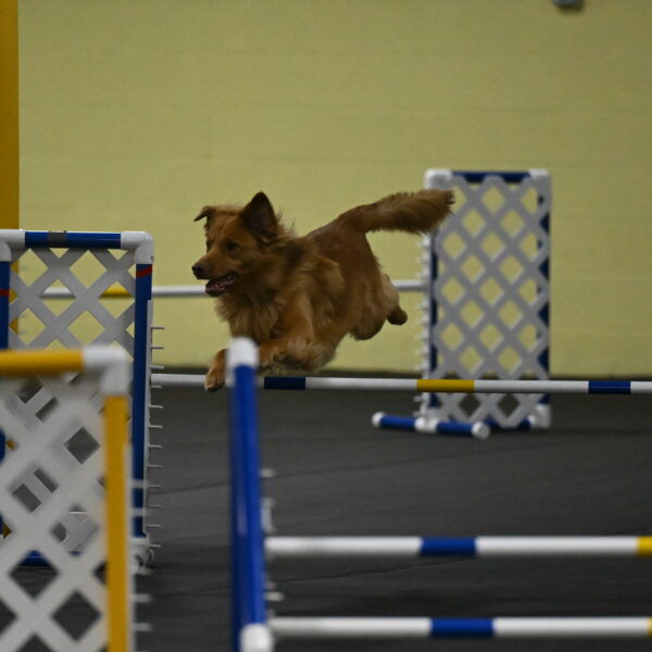 Zippity-Nemeth-12523