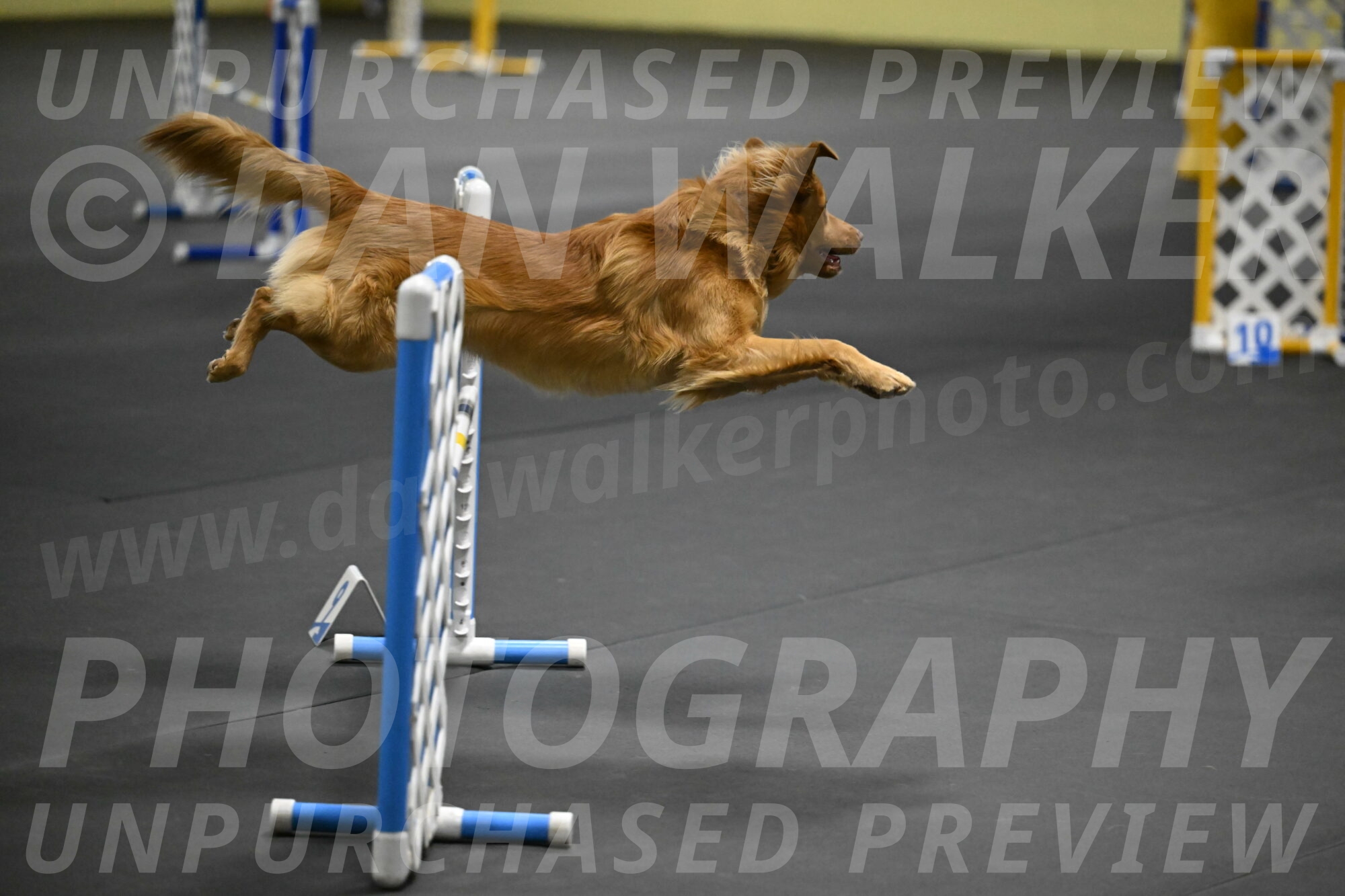 Zippity-Nemeth-12532