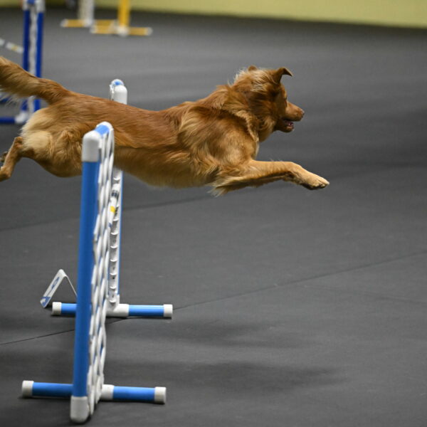 Zippity-Nemeth-12532