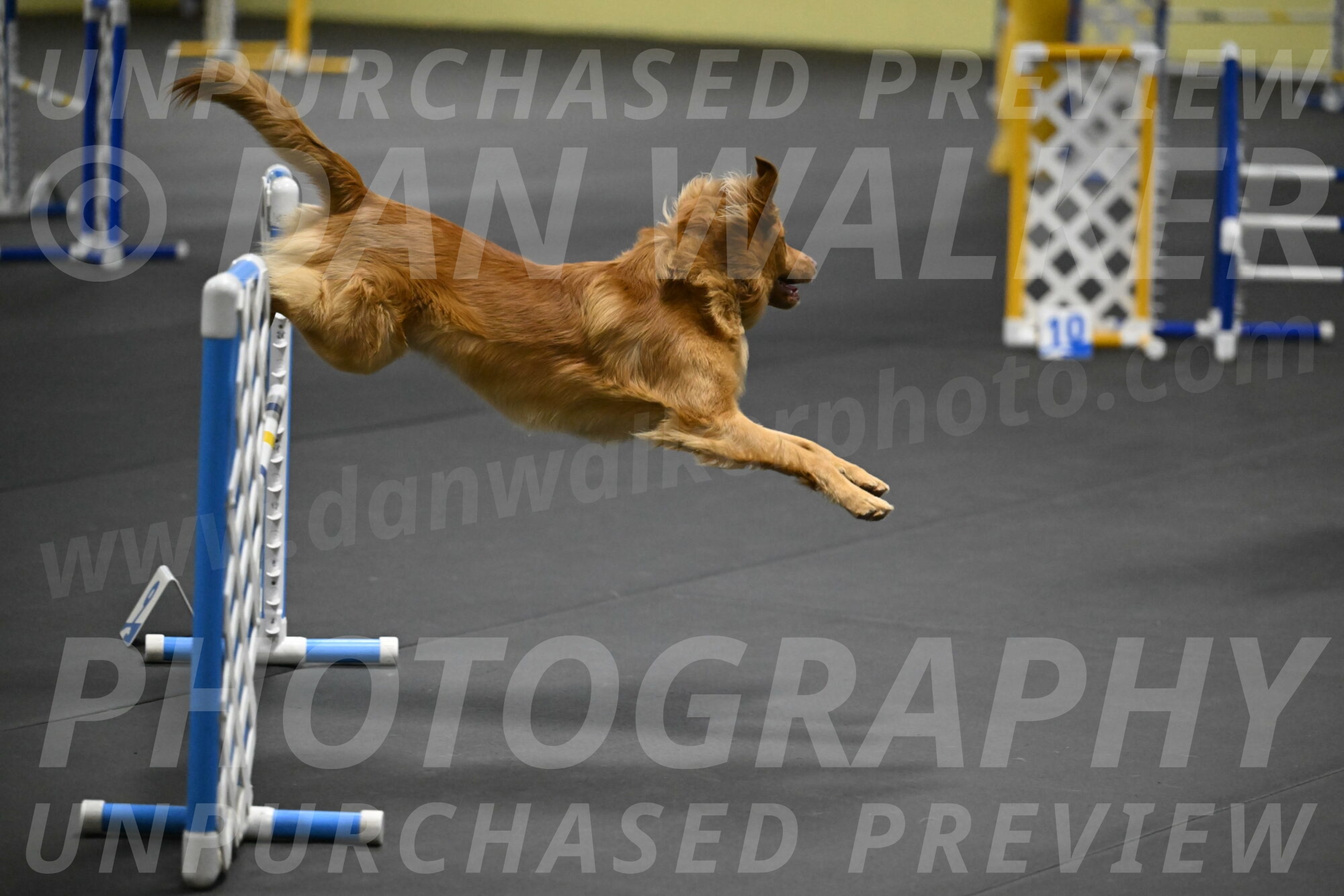 Zippity-Nemeth-12533