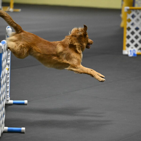 Zippity-Nemeth-12533