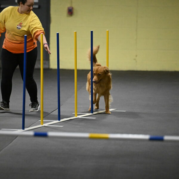 Zippity-Nemeth-12537