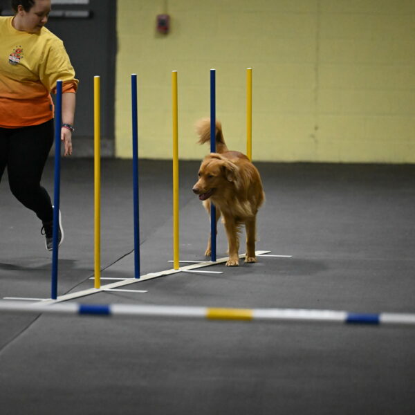 Zippity-Nemeth-12539