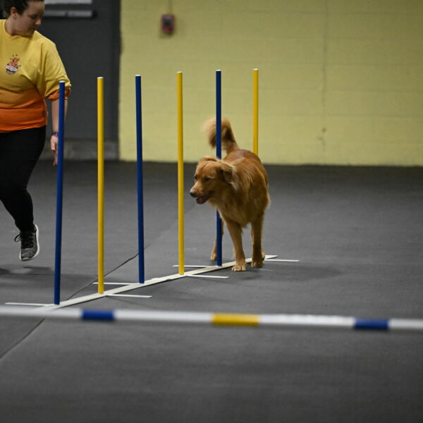 Zippity-Nemeth-12540