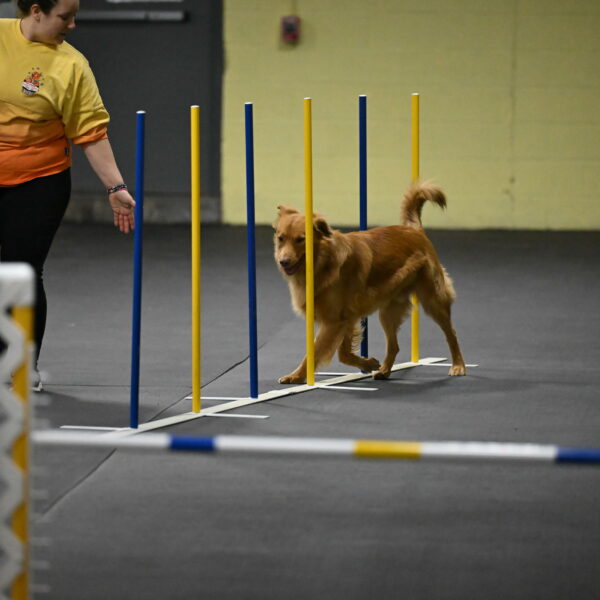 Zippity-Nemeth-12542