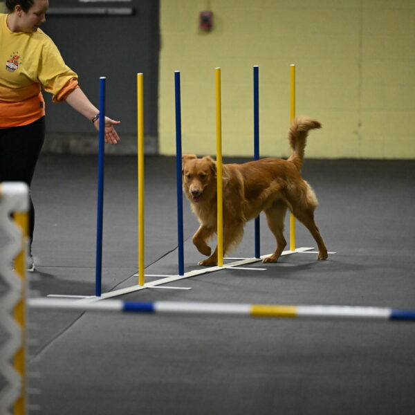 Zippity-Nemeth-12543