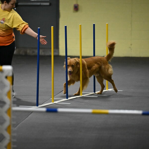 Zippity-Nemeth-12544