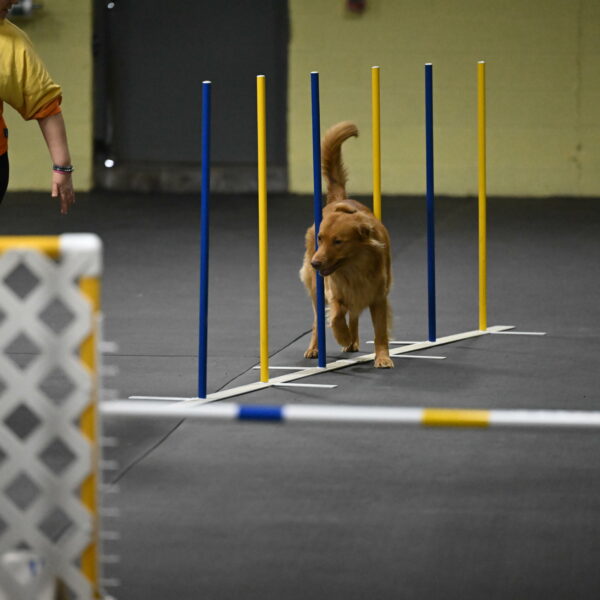 Zippity-Nemeth-12550