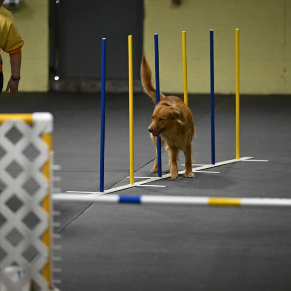 Zippity-Nemeth-12551