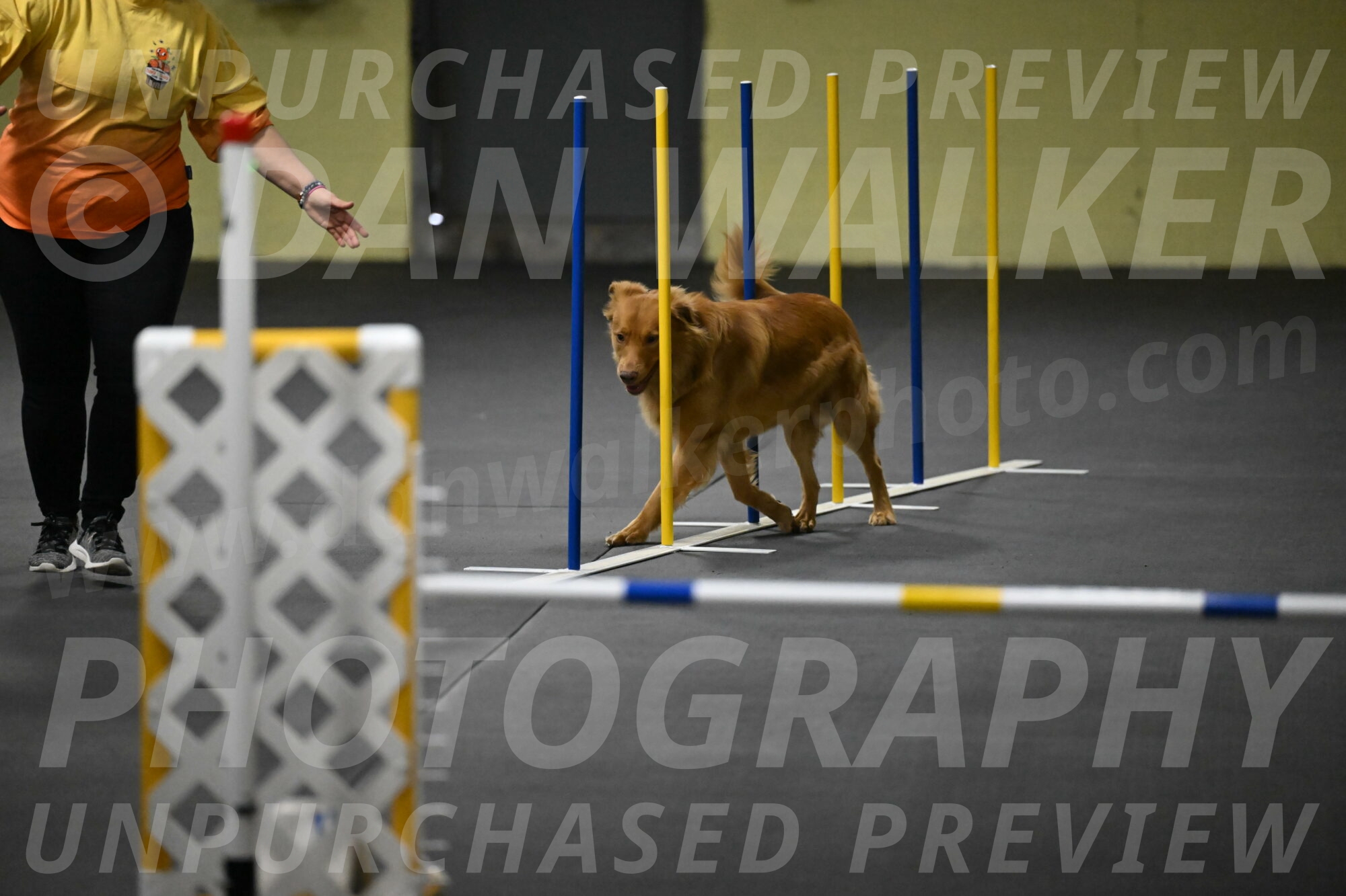 Zippity-Nemeth-12554