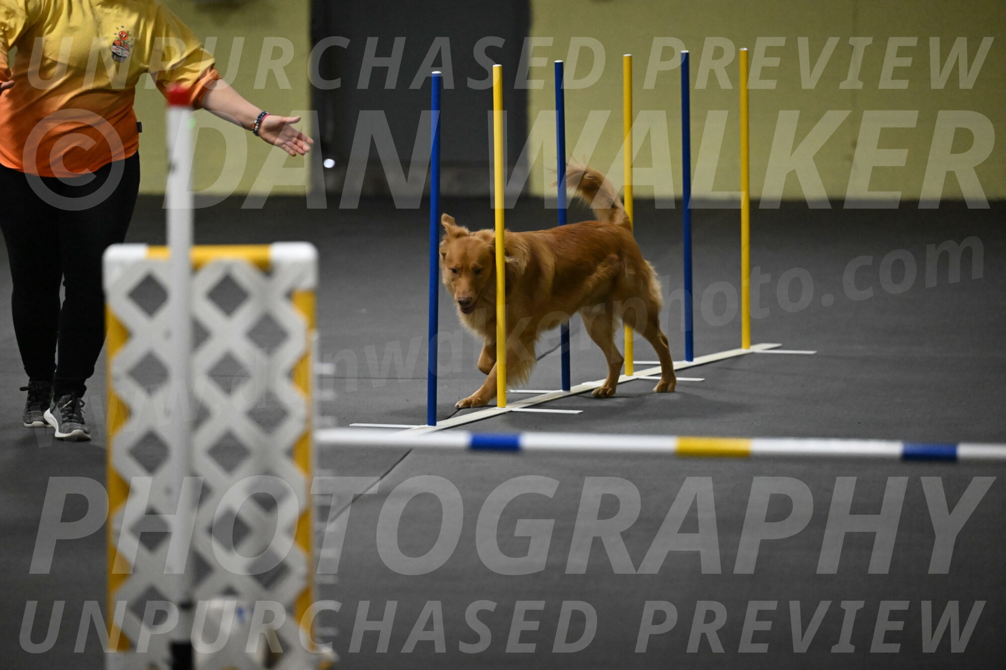 Zippity-Nemeth-12555