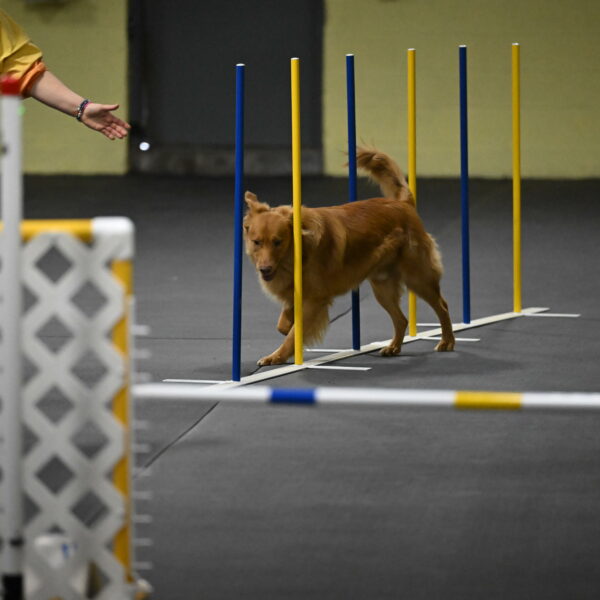 Zippity-Nemeth-12555