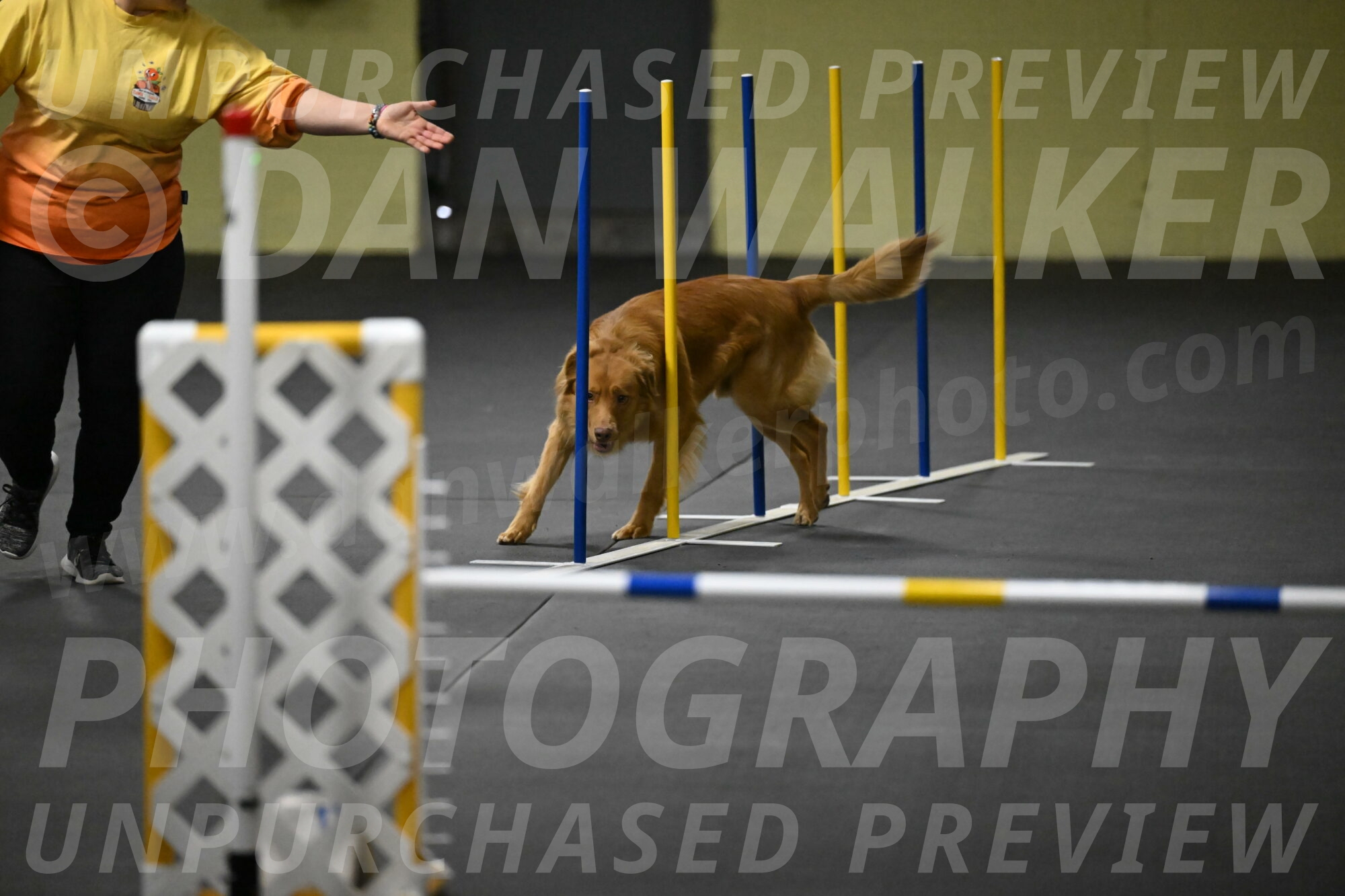 Zippity-Nemeth-12556