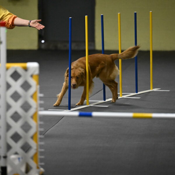 Zippity-Nemeth-12556