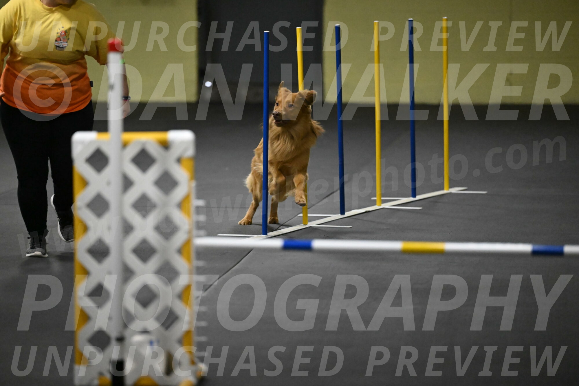 Zippity-Nemeth-12559