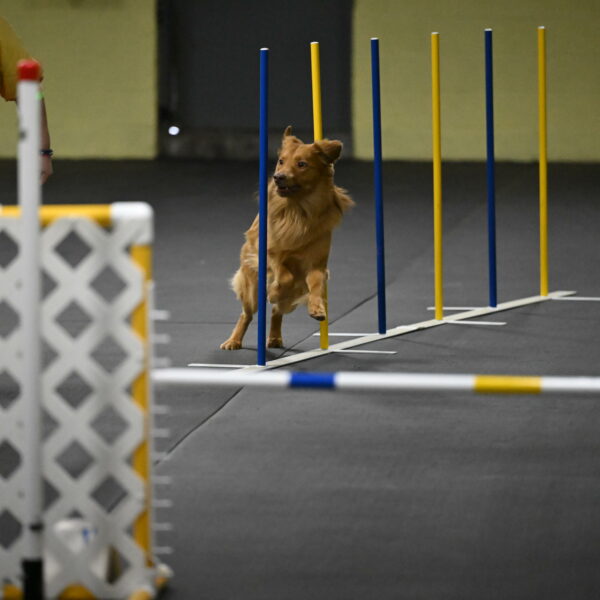 Zippity-Nemeth-12559