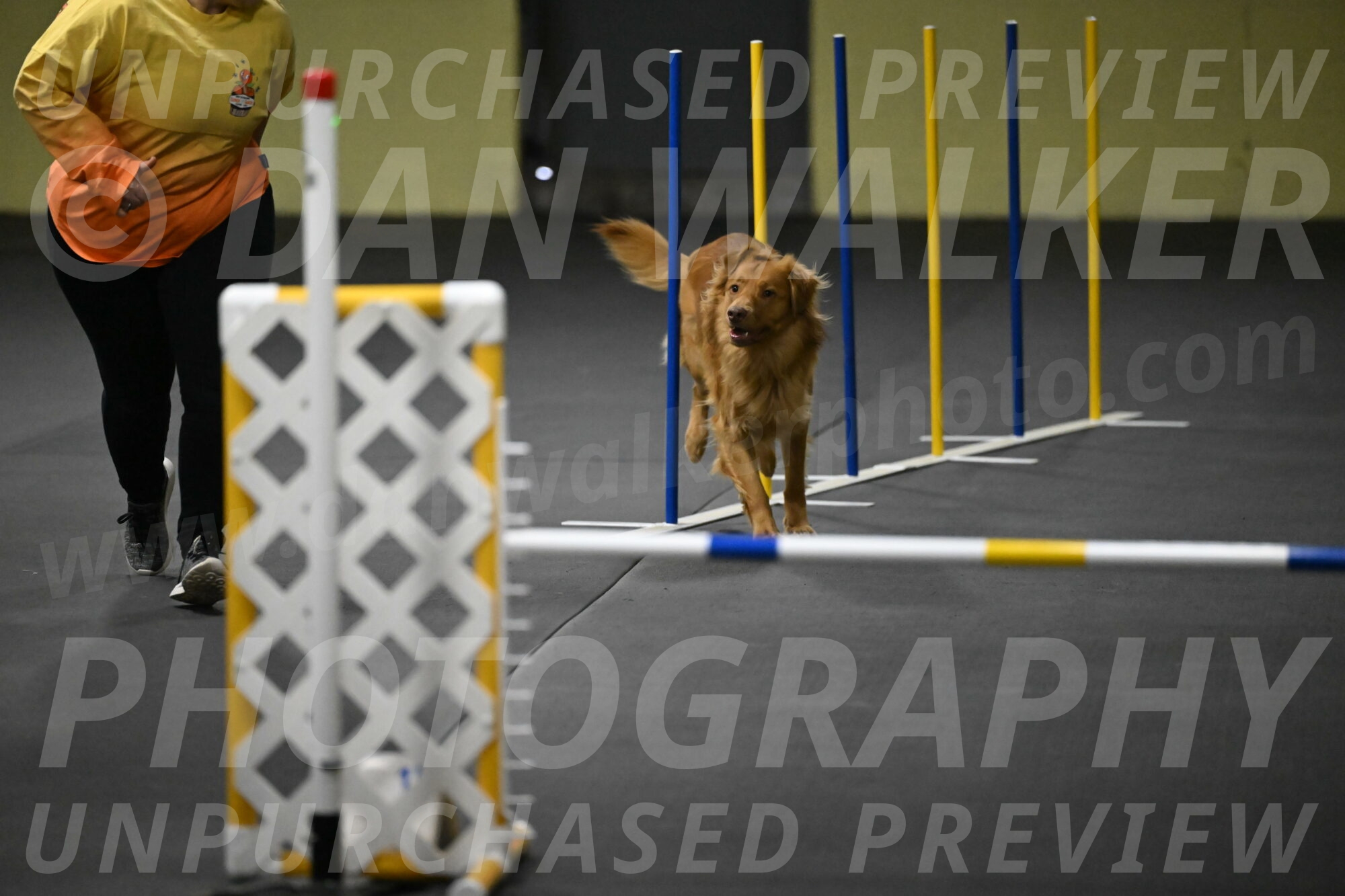 Zippity-Nemeth-12561