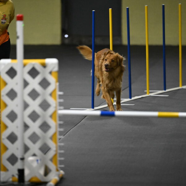 Zippity-Nemeth-12561