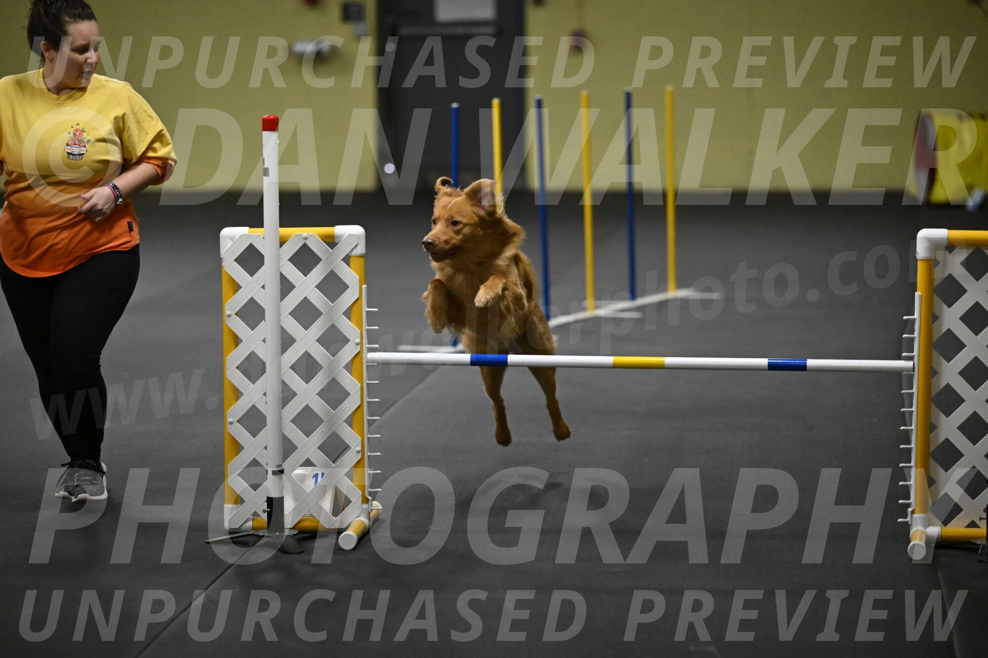 Zippity-Nemeth-12564