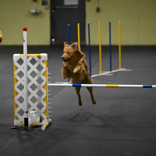 Zippity-Nemeth-12564