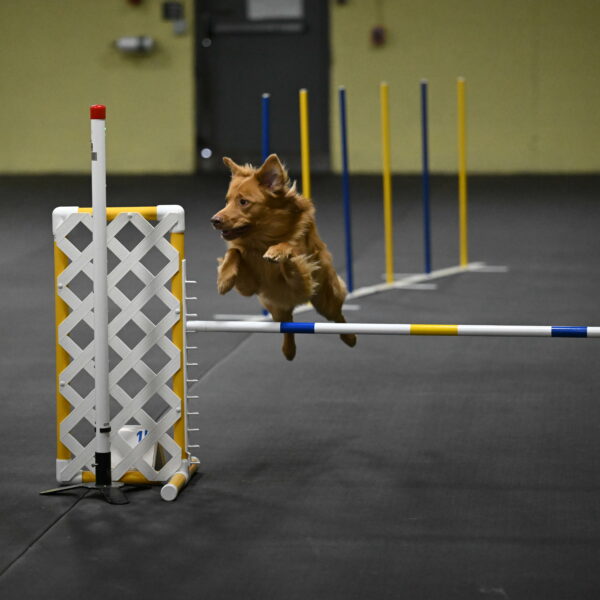 Zippity-Nemeth-12565