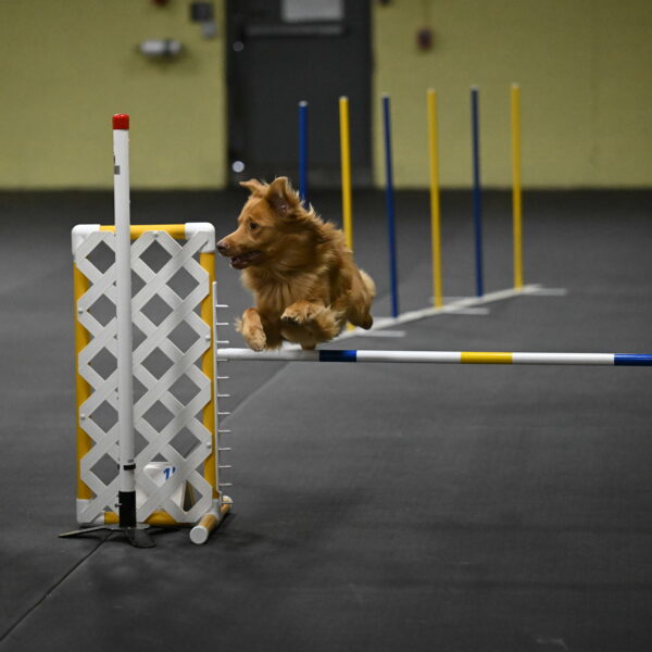 Zippity-Nemeth-12566