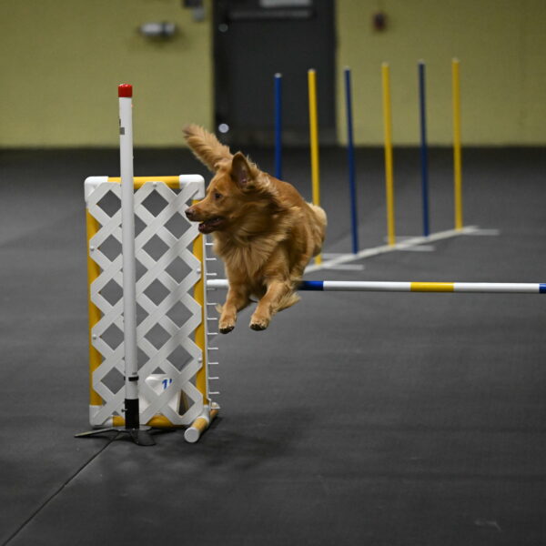 Zippity-Nemeth-12567