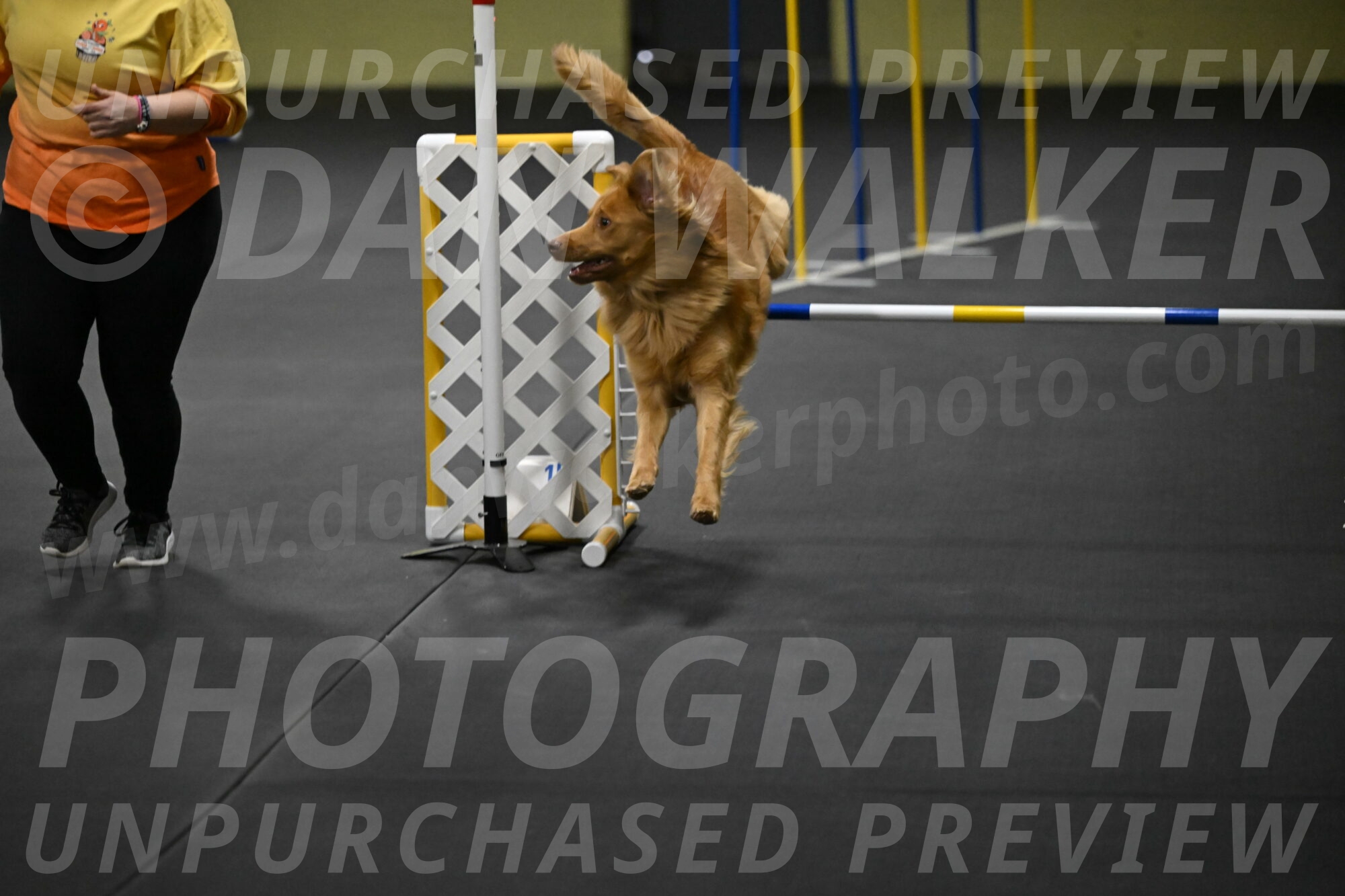 Zippity-Nemeth-12568