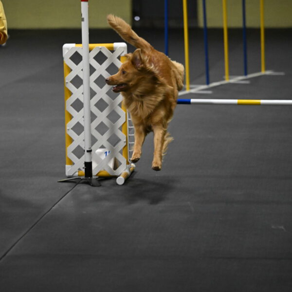 Zippity-Nemeth-12568