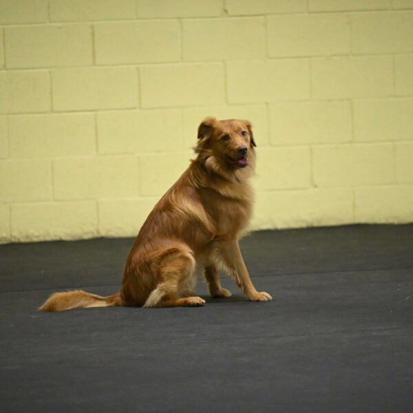 Zippity-Nemeth-12570