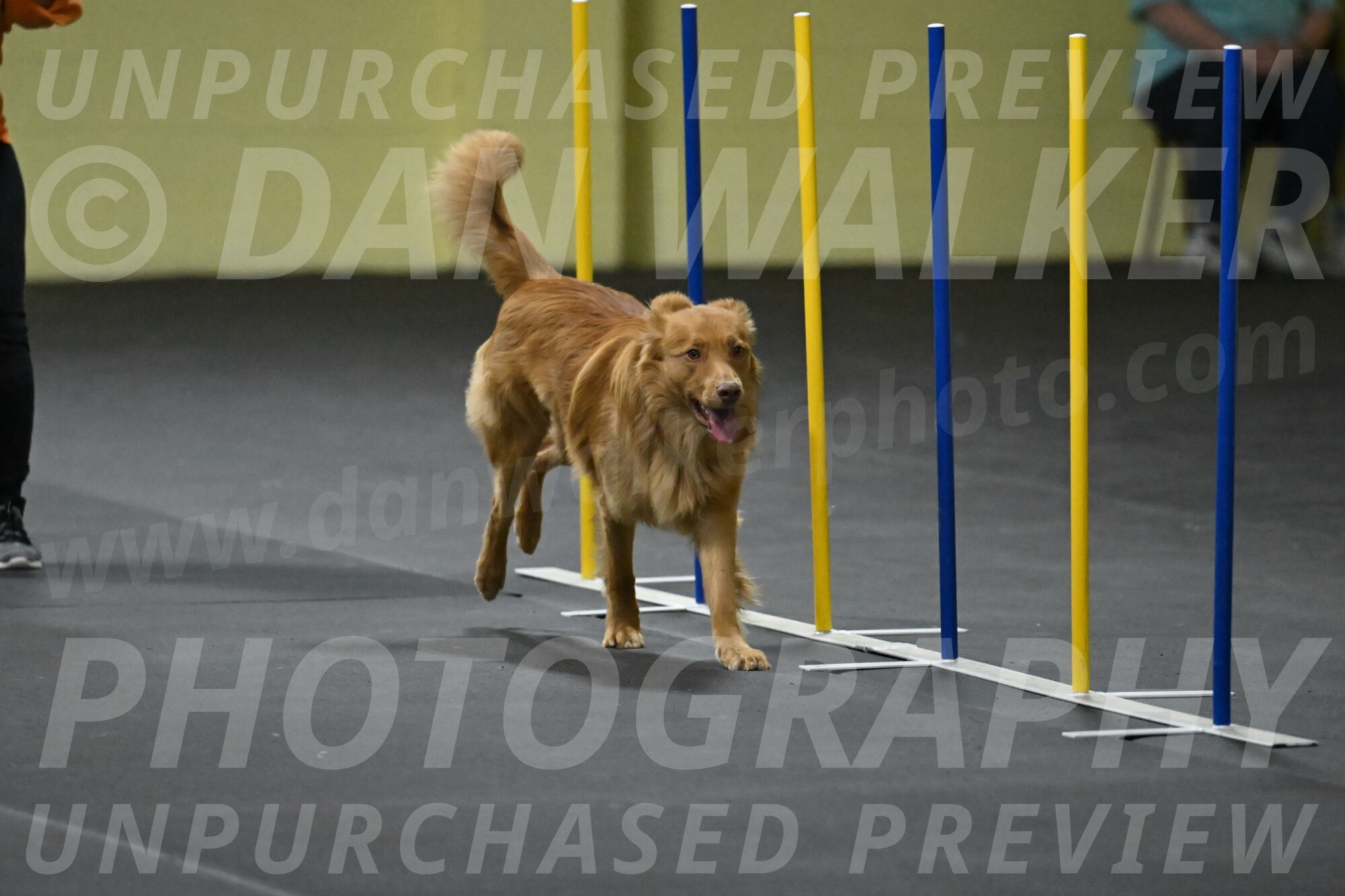 Zippity-Nemeth-12582