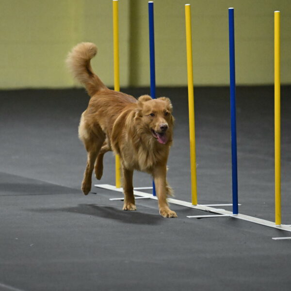 Zippity-Nemeth-12582