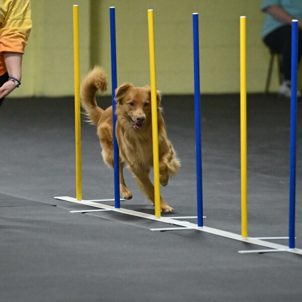 Zippity-Nemeth-12589