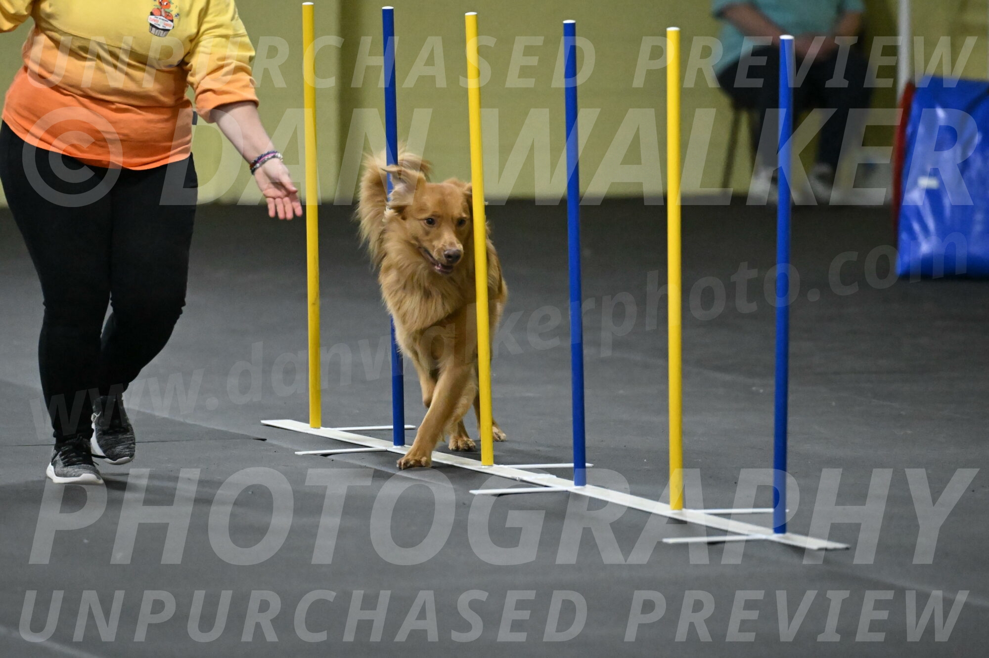 Zippity-Nemeth-12590