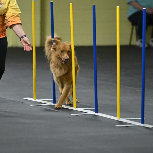 Zippity-Nemeth-12590