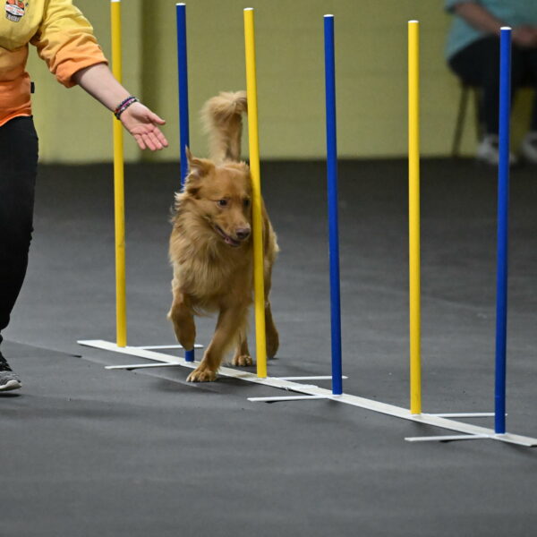 Zippity-Nemeth-12591