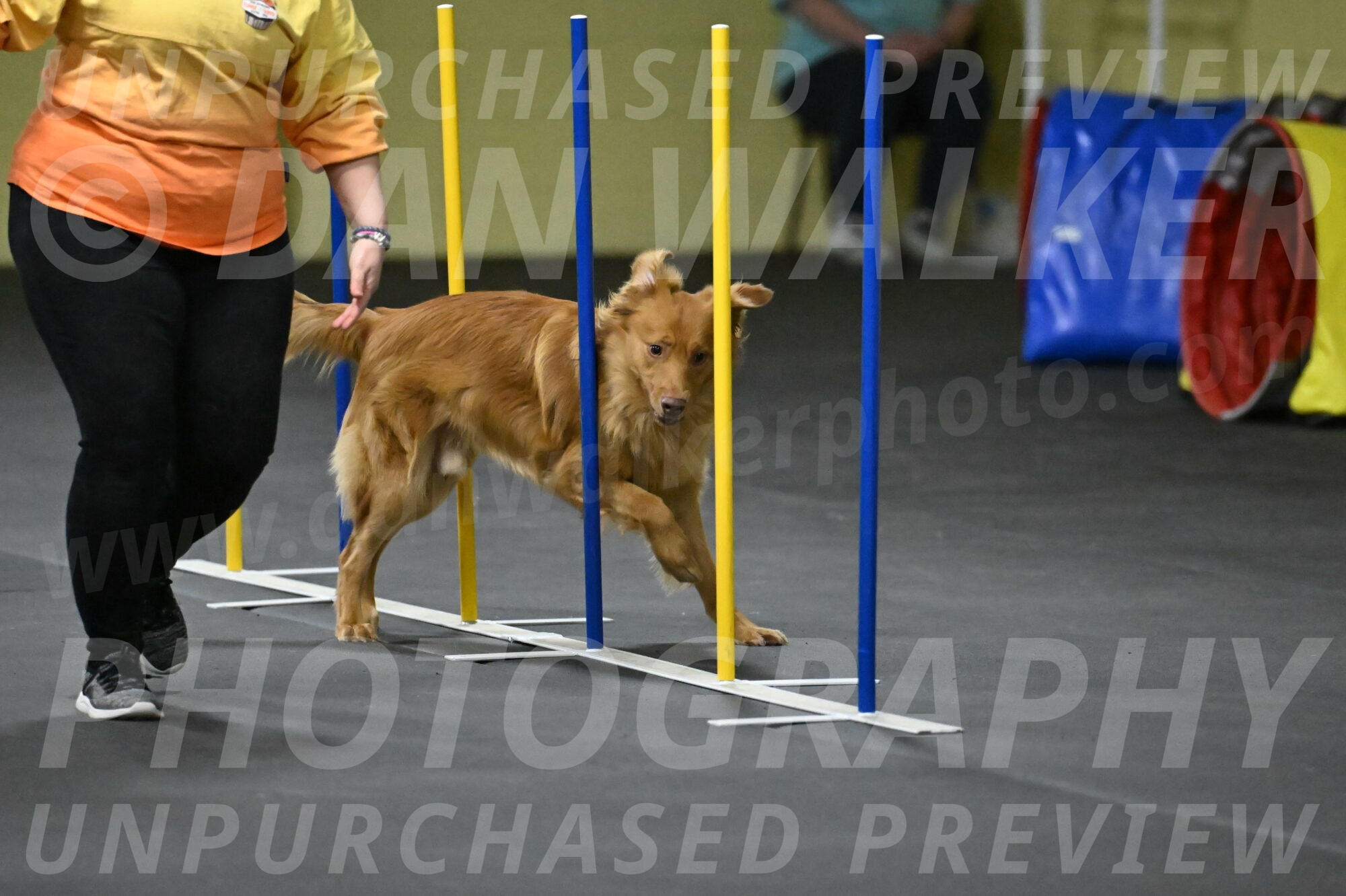 Zippity-Nemeth-12596