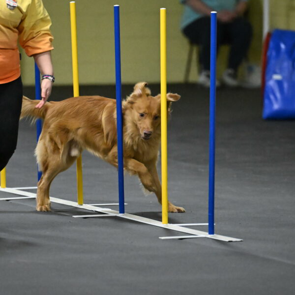 Zippity-Nemeth-12596