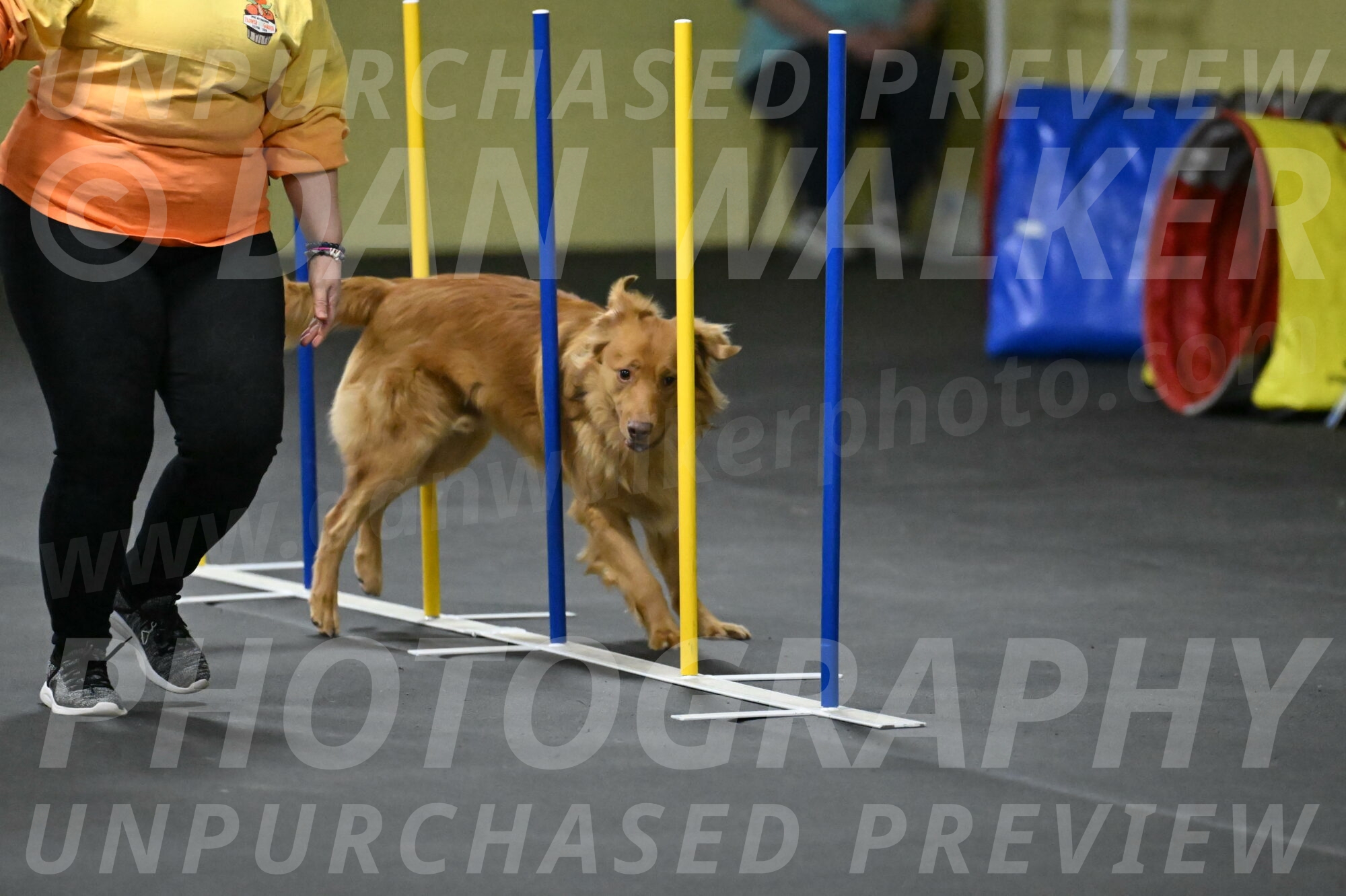 Zippity-Nemeth-12597