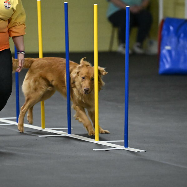 Zippity-Nemeth-12597