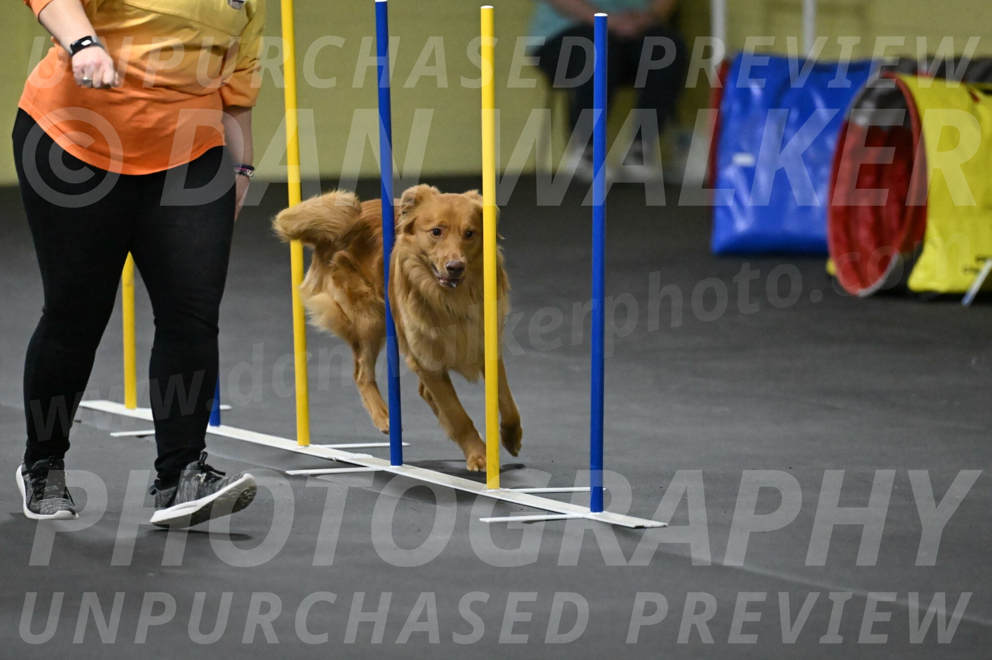 Zippity-Nemeth-12598