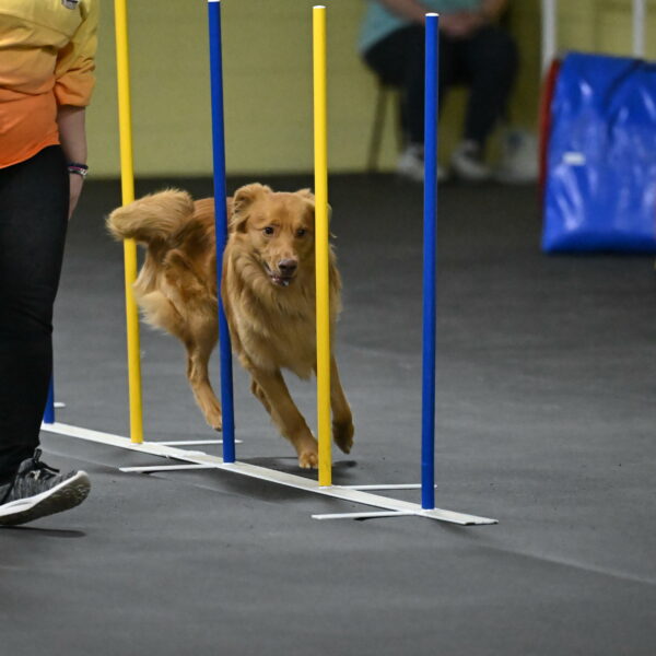 Zippity-Nemeth-12598