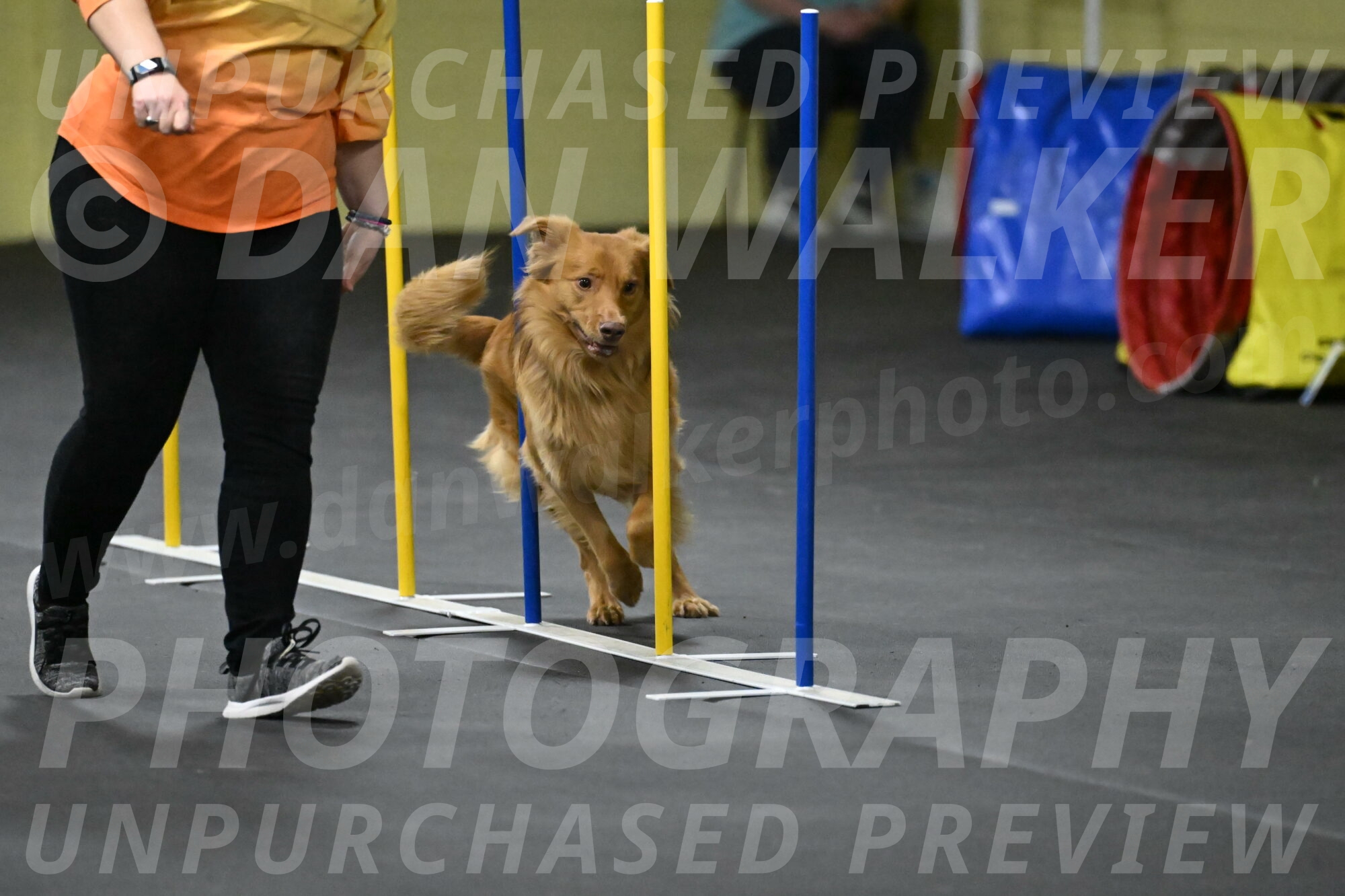 Zippity-Nemeth-12599