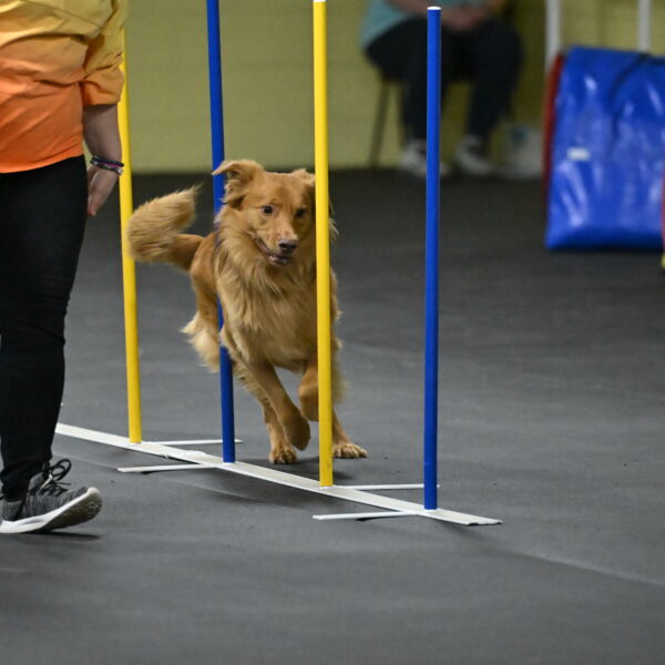 Zippity-Nemeth-12599