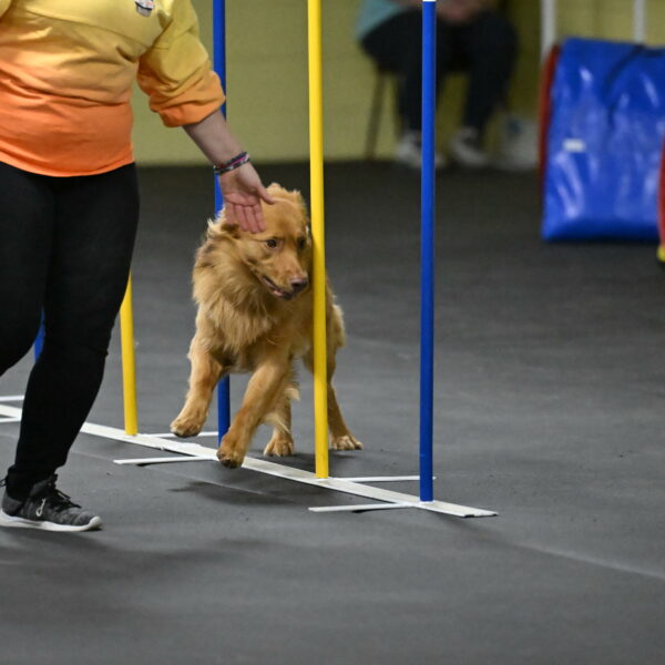 Zippity-Nemeth-12600