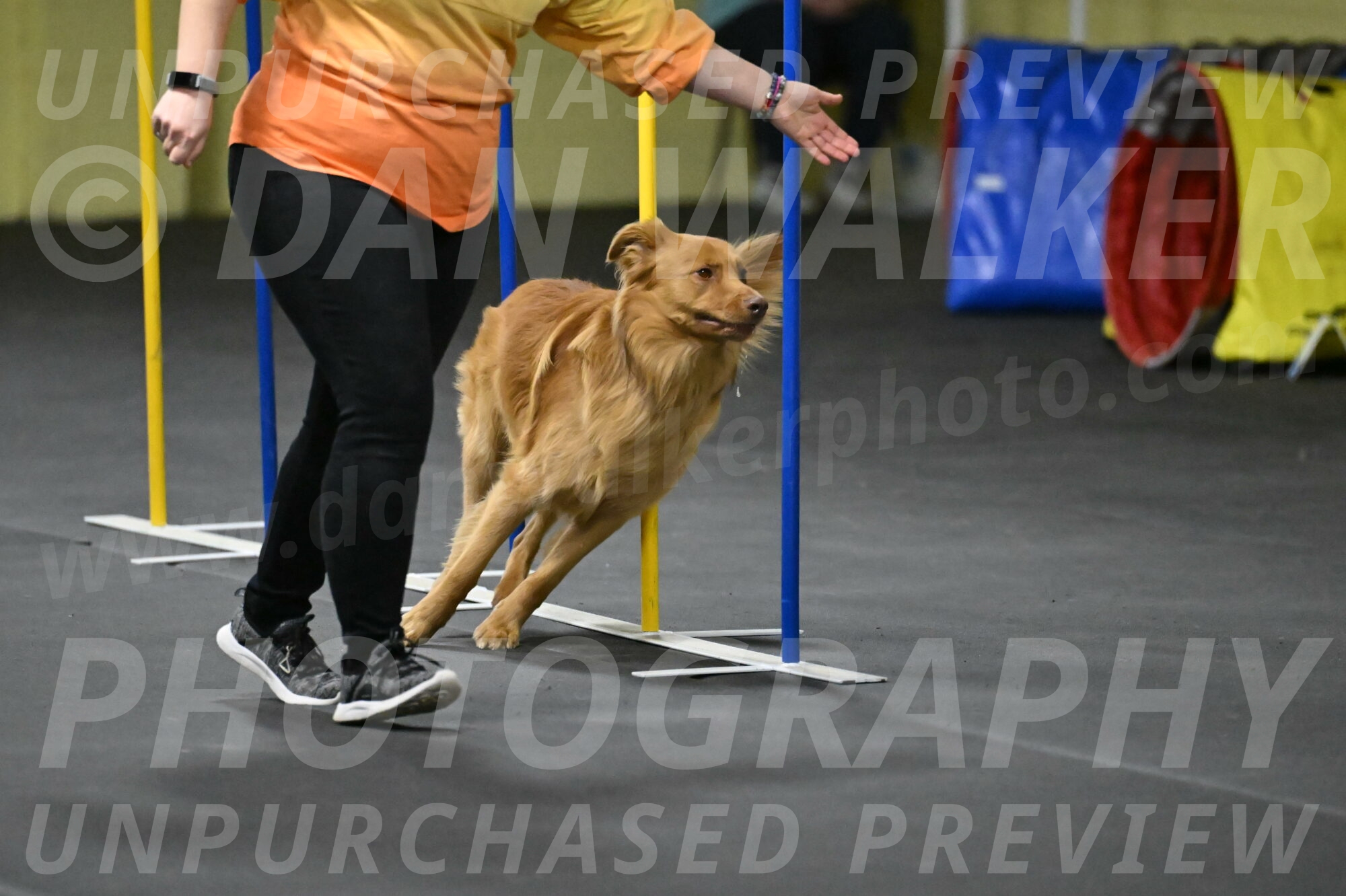 Zippity-Nemeth-12602