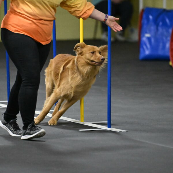 Zippity-Nemeth-12602