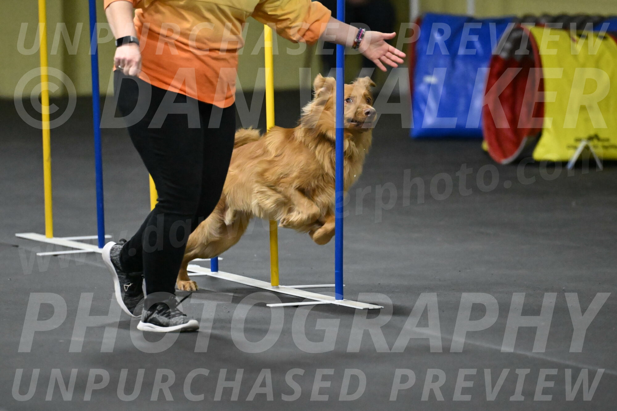 Zippity-Nemeth-12603