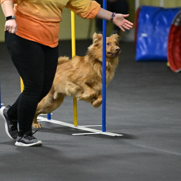 Zippity-Nemeth-12603