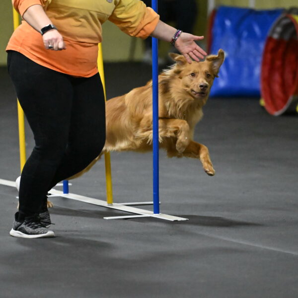 Zippity-Nemeth-12604